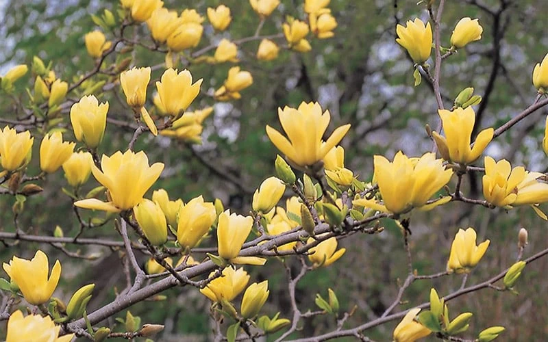 Butterflies Yellow Magnolia (Tulip Tree) - 1 Gallon Pot 9 Butterflies Yellow Magnolia (Tulip Tree) - 1 Gallon Pot - Image 7