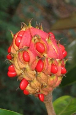 Victoria Cold Hardy Evergreen Magnolia - 3 Gallon Pot 15 Victoria Cold Hardy Evergreen Magnolia - 3 Gallon Pot -Best Plant Shop magnolia edith bogue fruit 1