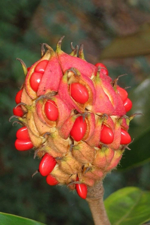 Victoria Cold Hardy Evergreen Magnolia - 3 Gallon Pot 9 Victoria Cold Hardy Evergreen Magnolia - 3 Gallon Pot - Image 7