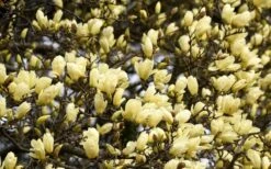 Elizabeth Magnolia (Tulip Tree) - 5 Gallon Pot 20 Elizabeth Magnolia (Tulip Tree) - 5 Gallon Pot -Best Plant Shop magnolia elizabeth 15