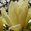 Elizabeth Magnolia (Tulip Tree) - 5 Gallon Pot -Best Plant Shop magnolia elizabeth 17