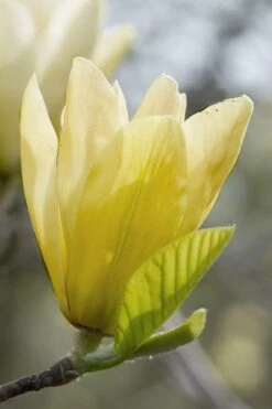 Elizabeth Magnolia (Tulip Tree) - 5 Gallon Pot 23 Elizabeth Magnolia (Tulip Tree) - 5 Gallon Pot -Best Plant Shop magnolia elizabeth 2