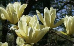 Elizabeth Magnolia (Tulip Tree) - 5 Gallon Pot 21 Elizabeth Magnolia (Tulip Tree) - 5 Gallon Pot -Best Plant Shop magnolia elizabeth 4