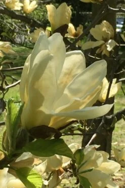 Elizabeth Magnolia (Tulip Tree) - 5 Gallon Pot 22 Elizabeth Magnolia (Tulip Tree) - 5 Gallon Pot -Best Plant Shop magnolia elizabeth 8