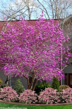 Jane Magnolia Tulip Tree - 7 Gallon Pot (3-4') 11 Jane Magnolia Tulip Tree - 7 Gallon Pot (3-4') -Best Plant Shop magnolia jane tulip tree 103 3