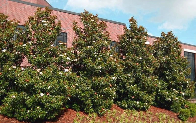 Kay Parris Southern Magnolia - 7 Gallon Pot (3-4') 8 Kay Parris Southern Magnolia - 7 Gallon Pot (3-4') - Image 6