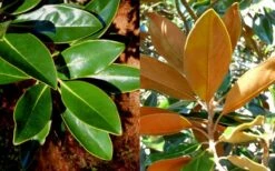 Little Gem Dwarf Southern Magnolia - 3 Gallon Pot (1.5-2.5') -Best Plant Shop magnolia little gem 16