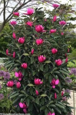 Pink Pyramid Magnolia (Tulip Tree) - 7 Gallon Pot 9 Pink Pyramid Magnolia (Tulip Tree) - 7 Gallon Pot -Best Plant Shop magnolia pink pyramid tulip tree 120copy