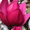 Pink Pyramid Magnolia (Tulip Tree) - 7 Gallon Pot -Best Plant Shop magnolia pink pyramid tulip tree 4