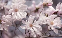 Waterlily Star Magnolia Tree - 3 Gallon Pot -Best Plant Shop magnolia stellata waterlily 106