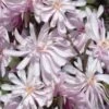 Waterlily Star Magnolia Tree - 3 Gallon Pot -Best Plant Shop magnolia stellata waterlily 110