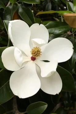 Teddy Bear Dwarf Southern Magnolia - 7 Gallon Pot (3-4') -Best Plant Shop magnolia teddy bear 3