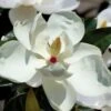Victoria Cold Hardy Evergreen Magnolia - 3 Gallon Pot 2 Victoria Cold Hardy Evergreen Magnolia - 3 Gallon Pot -Best Plant Shop magnolia victoria 7
