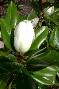 Victoria Cold Hardy Evergreen Magnolia - 3 Gallon Pot 14 Victoria Cold Hardy Evergreen Magnolia - 3 Gallon Pot -Best Plant Shop magnolia victoria 8