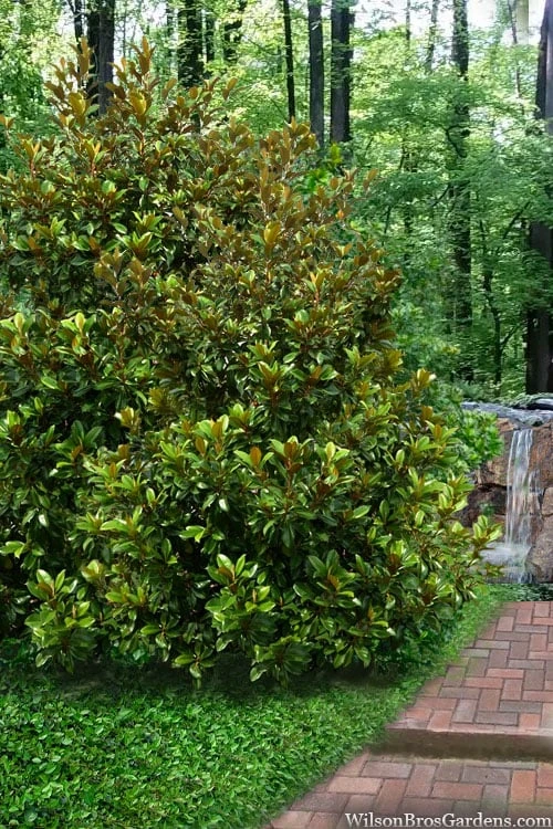 Victoria Cold Hardy Evergreen Magnolia - 3 Gallon Pot 7 Victoria Cold Hardy Evergreen Magnolia - 3 Gallon Pot - Image 5