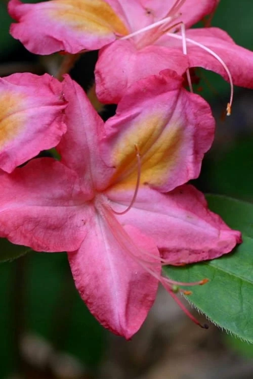 Country Cousin Pink Aromi Azalea (Rhododendron Hybrid) - 1 Gallon Pot 3 Country Cousin Pink Aromi Azalea (Rhododendron Hybrid) - 1 Gallon Pot