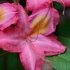 Country Cousin Pink Aromi Azalea (Rhododendron Hybrid) - 3 Gallon Pot -Best Plant Shop native azalea country cousins 4
