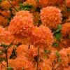 Mandarin Lights Cold Hardy Azalea (Rhododendron) - 6 Gallon Pot -Best Plant Shop native azalea mandarin lights 2