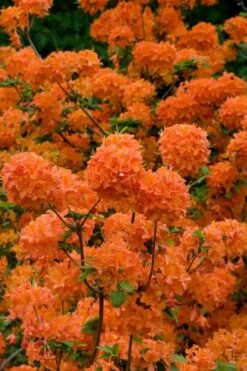 Mandarin Lights Cold Hardy Azalea (Rhododendron) - 1 Gallon Pot -Best Plant Shop native azalea mandarin lights 3 1