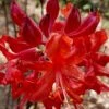 Radiant Red Aromi Azalea (Rhododendron Hybrid) - 3 Gallon Pot -Best Plant Shop native azalea radiant red 5
