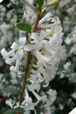 Delavay Tea Olive (Osmanthus Delavayi) - 2 Gallon Pot -Best Plant Shop osmanthus delavayi delavay tea olive 2