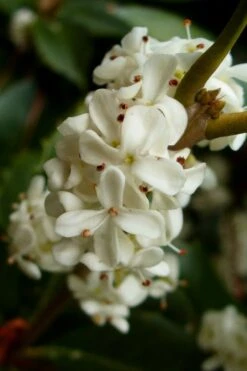 Fortune's Cold Hardy Tea Olive (Fragrant Osmanthus) - 7 Gallon Pot (3-4') 12 Fortune's Cold Hardy Tea Olive (Fragrant Osmanthus) - 7 Gallon Pot (3-4') -Best Plant Shop osmanthus fortunei fragrant tea olive 2