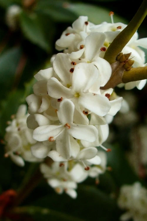 Fortune's Cold Hardy Tea Olive (Fragrant Osmanthus) - 7 Gallon Pot (3-4') 7 Fortune's Cold Hardy Tea Olive (Fragrant Osmanthus) - 7 Gallon Pot (3-4') - Image 5