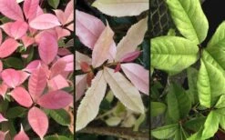 Noble Lady Tea Olive - 2 Gallon Pot -Best Plant Shop osmanthus fragrans quinnan guifei noble lady tea olive 4