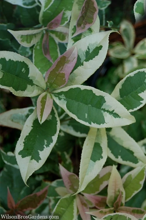 Pink Flush Variegated Tea Olive (Osmanthus Fragrans 'Yinbi Shuanghui') - 1 Gallon Pot 3 Pink Flush Variegated Tea Olive (Osmanthus Fragrans 'Yinbi Shuanghui') - 1 Gallon Pot