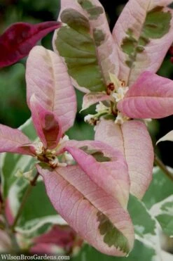 Pink Flush Variegated Tea Olive (Osmanthus Fragrans 'Yinbi Shuanghui') - Quart Pot 12 Pink Flush Variegated Tea Olive (Osmanthus Fragrans 'Yinbi Shuanghui') - Quart Pot -Best Plant Shop osmanthus frangrans yinbi shuangui variegated tea olive 10 4