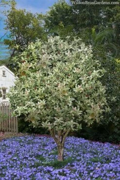 Pink Flush Variegated Tea Olive (Osmanthus Fragrans 'Yinbi Shuanghui') - 6 Pack Of Quart Pots 13 Pink Flush Variegated Tea Olive (Osmanthus Fragrans 'Yinbi Shuanghui') - 6 Pack Of Quart Pots -Best Plant Shop osmanthus frangrans yinbi shuangui variegated tea olive 8 3