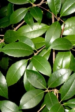 Fruitland's Fortune Tea Olive (Fragrant Osmanthus) - 3 Gallon Pot 12 Fruitland's Fortune Tea Olive (Fragrant Osmanthus) - 3 Gallon Pot -Best Plant Shop osmanthus fruitlands fortune tea olive 1