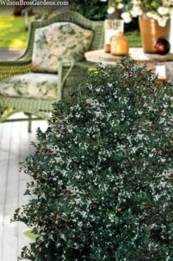 Party Princess 'Kaori Hime' Tea Olive - 7 Gallon Pot (2-3') -Best Plant Shop osmanthus heterophyllus kaori hime party princess tea olive 15