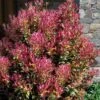 Party Lights Pink Flush Tea Olive - Osmanthus Heterophyllus - 2 Gallon Pot 1 Party Lights Pink Flush Tea Olive - Osmanthus Heterophyllus - 2 Gallon Pot -Best Plant Shop osmanthus heterophyllus party lights tea olive 102 3