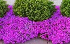 Drummond's Pink Creeping Phlox - 6 Pack Of 1 Gallon Pots 10 Drummond's Pink Creeping Phlox - 6 Pack Of 1 Gallon Pots -Best Plant Shop phlox subulata drummonds pink creeping 1