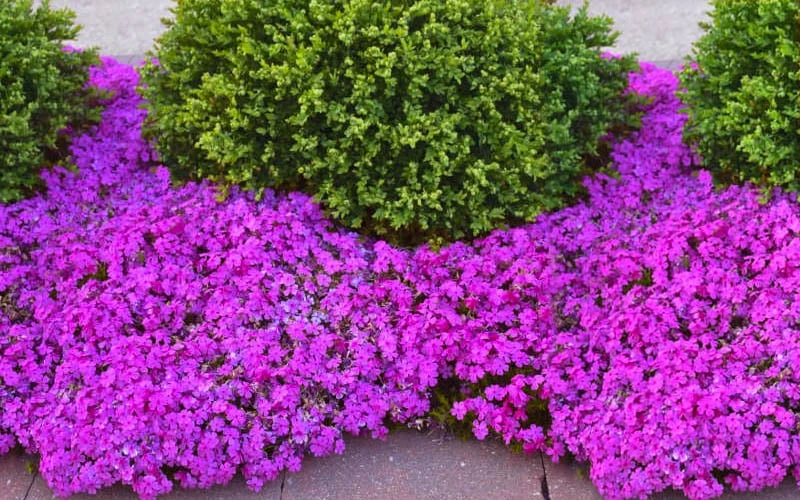 Drummond's Pink Creeping Phlox - 6 Pack Of 1 Gallon Pots 6 Drummond's Pink Creeping Phlox - 6 Pack Of 1 Gallon Pots - Image 4