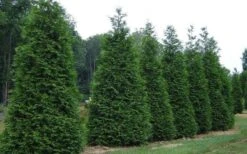 Green Giant Arborvitae (Thuja) - 5 Gallon Pot 11 Green Giant Arborvitae (Thuja) - 5 Gallon Pot -Best Plant Shop picture arborvitae green giant 2 2