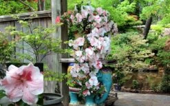 Tama No Hada Azalea - 1 Gallon Pot 13 Tama No Hada Azalea - 1 Gallon Pot -Best Plant Shop picture azalea tama no hada 1