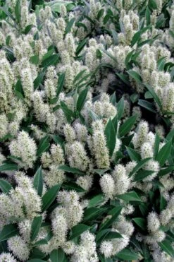 Otto Luyken English Laurel (Prunus Laurocersasus) - 6 Pack Of 1 Gallon Pots 12 Otto Luyken English Laurel (Prunus Laurocersasus) - 6 Pack Of 1 Gallon Pots -Best Plant Shop prunus laurocerasus otto luyken laurel 1