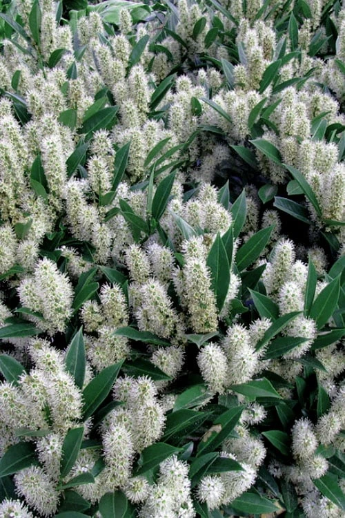 Otto Luyken English Laurel (Prunus Laurocersasus) - 6 Pack Of 1 Gallon Pots 7 Otto Luyken English Laurel (Prunus Laurocersasus) - 6 Pack Of 1 Gallon Pots - Image 5