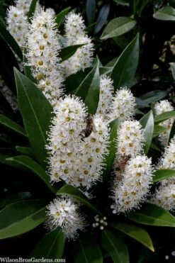 Otto Luyken English Laurel (Prunus Laurocersasus) - 6 Pack Of 1 Gallon Pots 11 Otto Luyken English Laurel (Prunus Laurocersasus) - 6 Pack Of 1 Gallon Pots -Best Plant Shop prunus laurocerasus otto luyken laurel 3