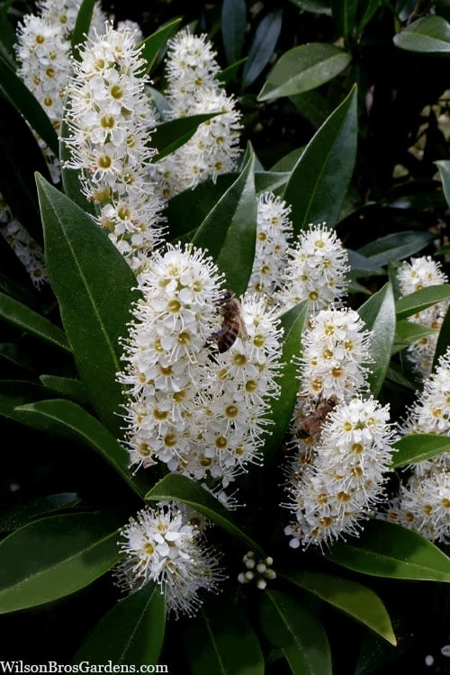 Otto Luyken English Laurel (Prunus Laurocersasus) - 6 Pack Of 1 Gallon Pots 6 Otto Luyken English Laurel (Prunus Laurocersasus) - 6 Pack Of 1 Gallon Pots - Image 4