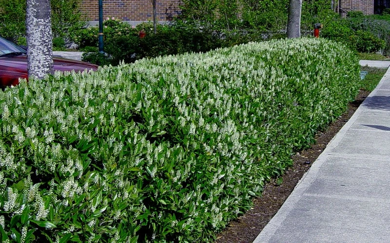 Otto Luyken English Laurel (Prunus Laurocersasus) - 6 Pack Of 1 Gallon Pots 8 Otto Luyken English Laurel (Prunus Laurocersasus) - 6 Pack Of 1 Gallon Pots - Image 6