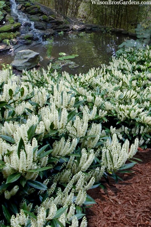 Otto Luyken English Laurel (Prunus Laurocersasus) - 6 Pack Of 1 Gallon Pots 3 Otto Luyken English Laurel (Prunus Laurocersasus) - 6 Pack Of 1 Gallon Pots