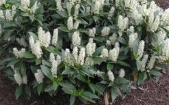 Zabel Laurel (Prunus Laurocersasus 'Zabeliana') - 6 Pack Of 1 Gallon Pots -Best Plant Shop prunus laurocerasus zabeliana zabel cherry laurel 1