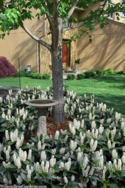 Zabel Laurel (Prunus Laurocersasus 'Zabeliana') - 6 Pack Of 1 Gallon Pots -Best Plant Shop prunus laurocerasus zabeliana zabel cherry laurel 2