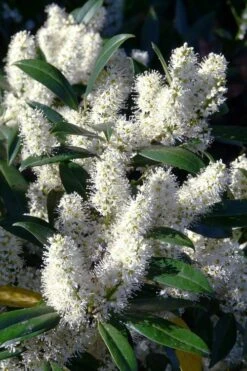 New Arrival 13 Zabel Laurel (Prunus Laurocersasus 'Zabeliana') - 6 Pack Of 1 Gallon Pots