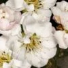 Fragrant Snow Japanese Flowering Apricot (Prunus Mume) - 2 Gallon Pot -Best Plant Shop prunus mume fragrant snow japanese flowering apricot 10