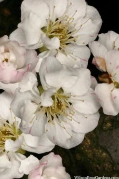 Fragrant Snow Japanese Flowering Apricot (Prunus Mume) - 2 Gallon Pot 13 Fragrant Snow Japanese Flowering Apricot (Prunus Mume) - 2 Gallon Pot -Best Plant Shop prunus mume fragrant snow japanese flowering apricot 2