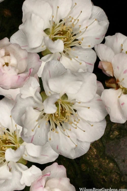 Fragrant Snow Japanese Flowering Apricot (Prunus Mume) - 2 Gallon Pot 8 Fragrant Snow Japanese Flowering Apricot (Prunus Mume) - 2 Gallon Pot - Image 6